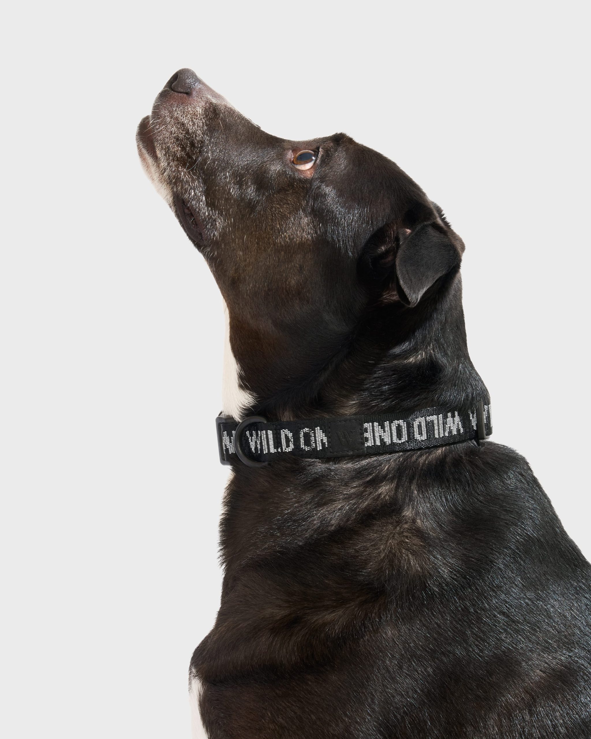 WO_VM_AirCollar_BlackReflective_L_Dog_PDP_02_4x5_Web_be999fb3-8d4d-427c-9de5-5bc2490d41db.jpg