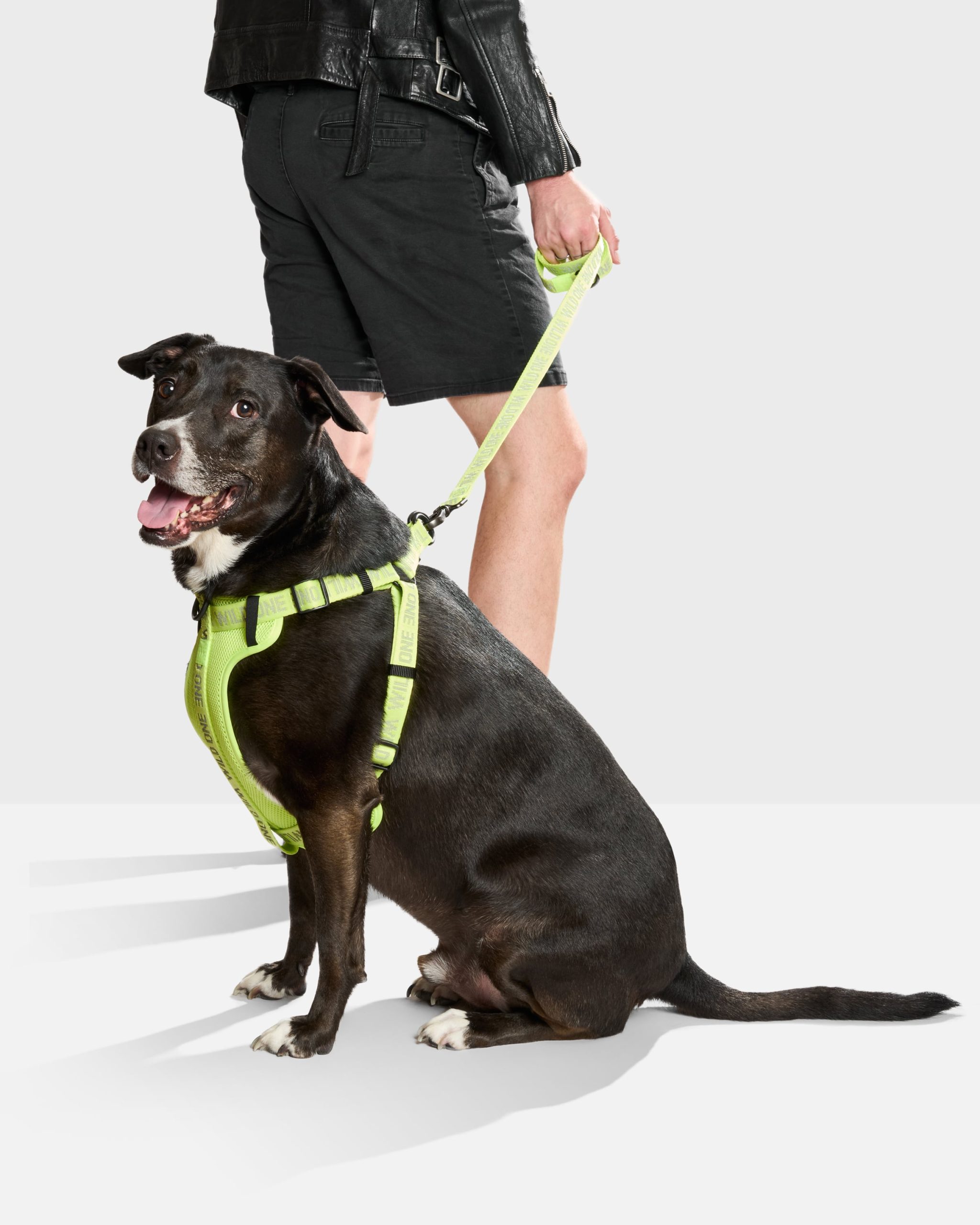 WO_VM_StepInHarness_Air_LimeadeReflective_OnDog_PDP_04_4x5_Web.jpg