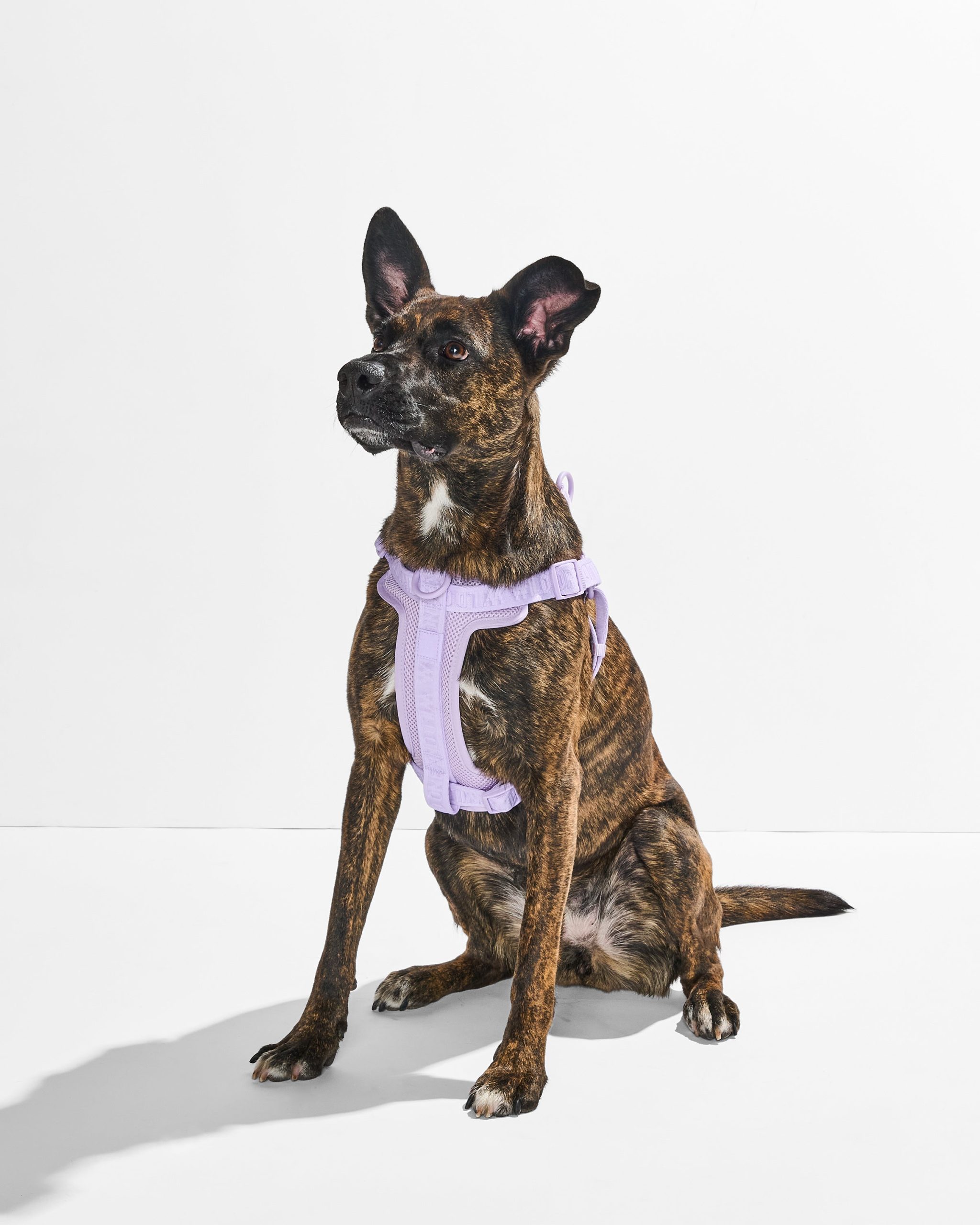 WO_VM_StepInHarness_Lilac_OnDog_AirCollection_PDP_03_4x5_Web_0d384ca8-8ac1-40b3-a687-94fa8a6aeeaf.jpg