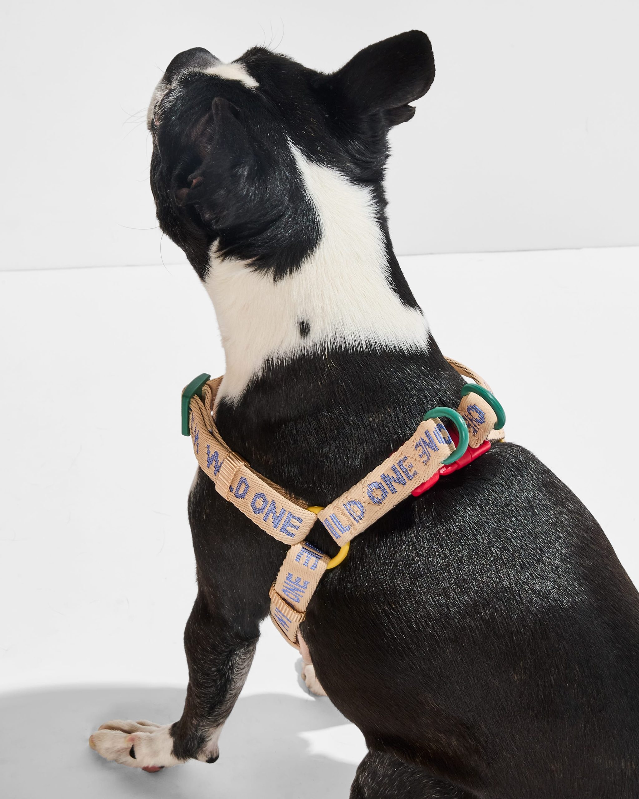 WO_VM_StepInHarness_Retro_OnDog_AirCollection_PDP_05_4x5_Web.jpg