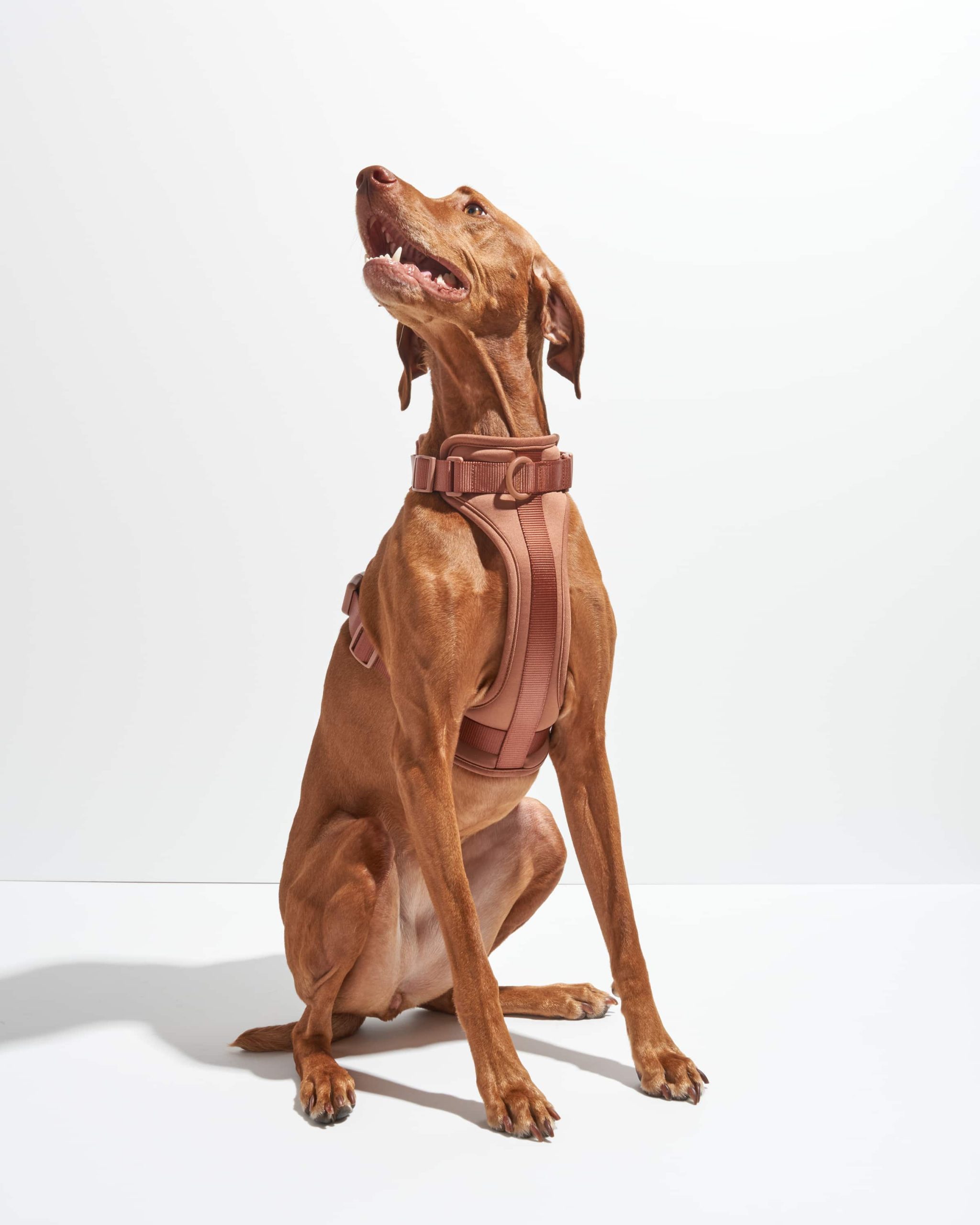 WO_VM_Studio_Harness_Cocoa_Dog_01_4x5_Web_d697245e-9c11-48e3-8f5f-55890e1e36dd.jpg