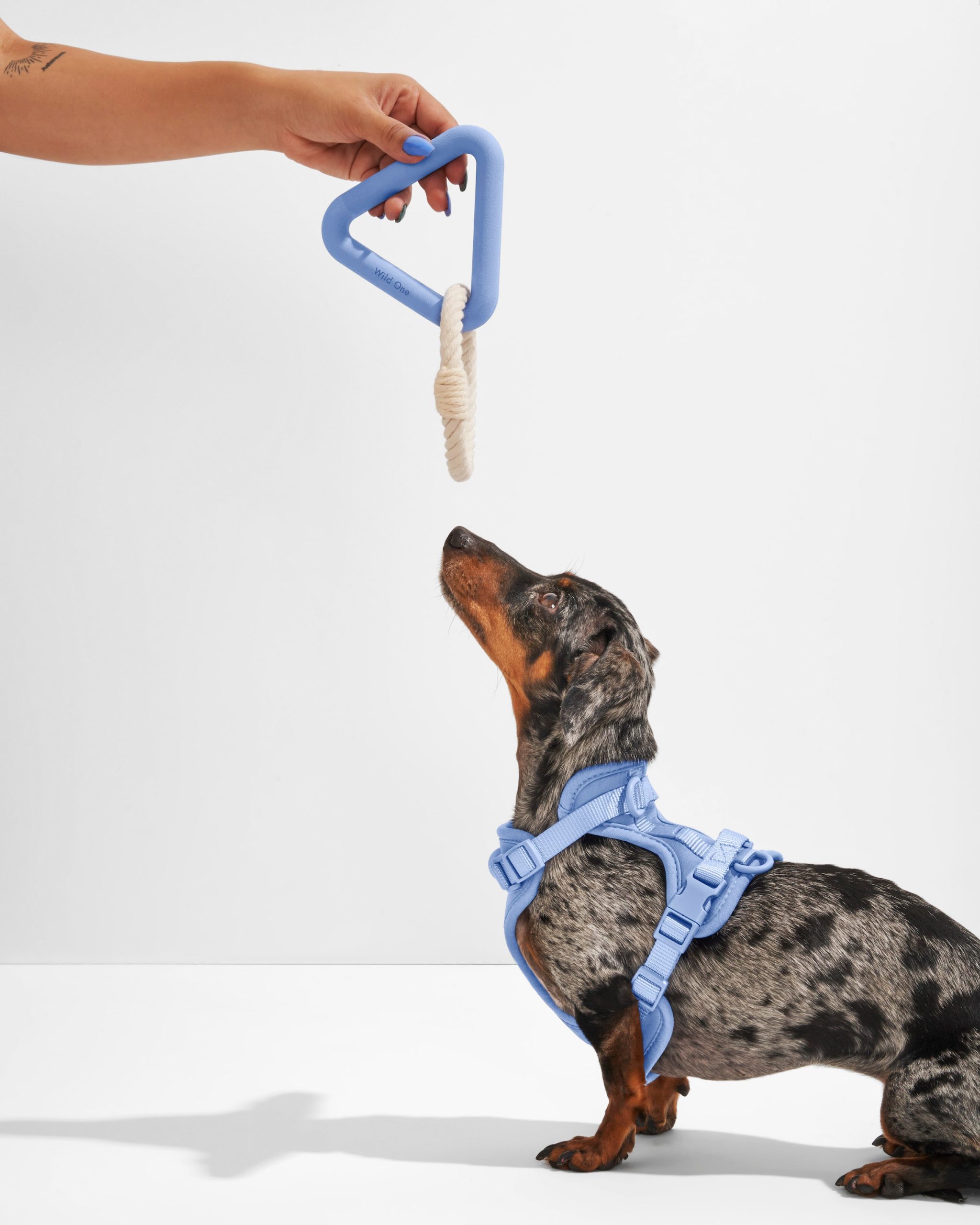 WO_VM_Studio_PDP_Toys_Small_TriangleTug_Moonstone_Dog_02.jpg