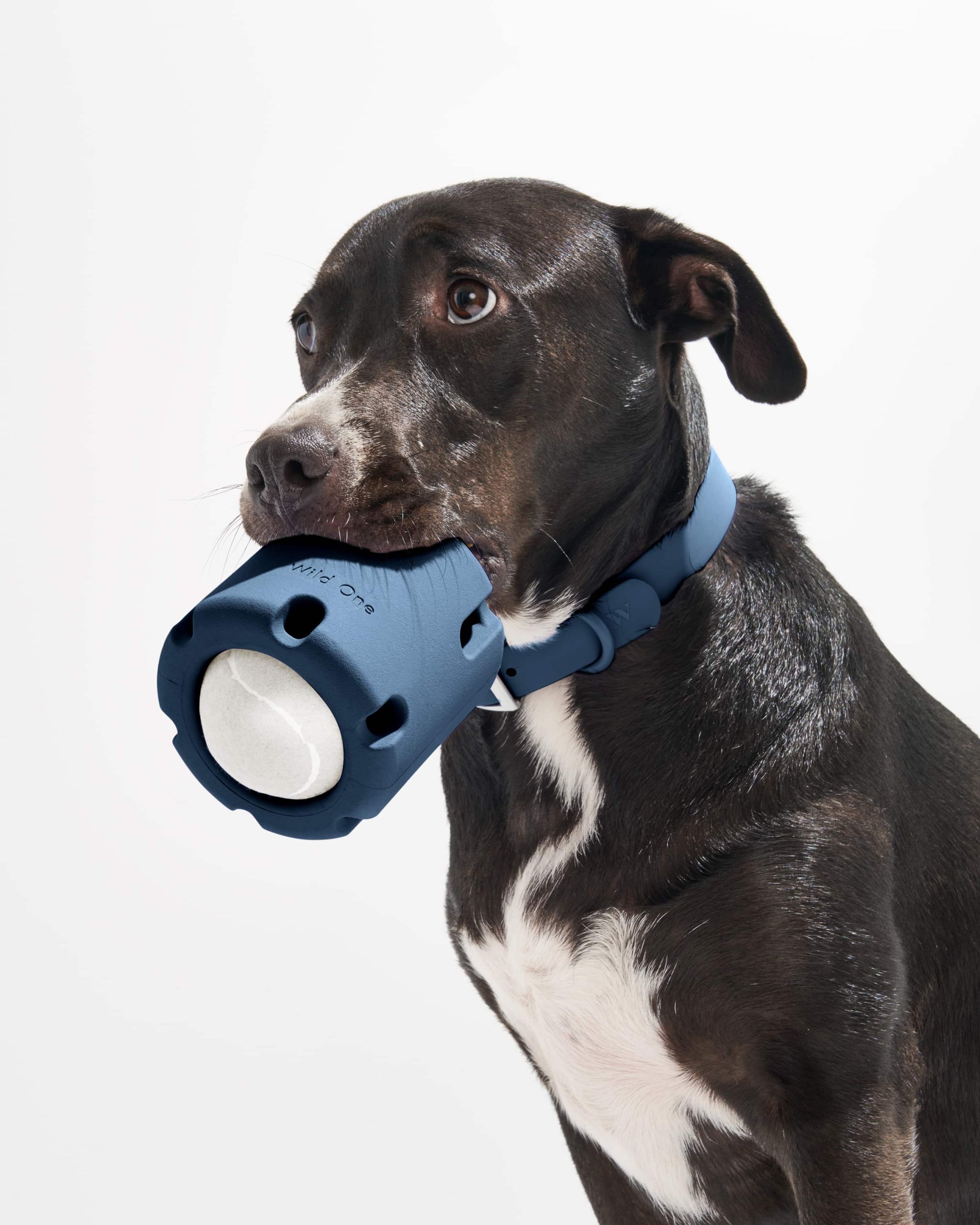 WO_VM_Studio_PDP_Toys_TennisTumble_Navy_Dog_1129_4x5_Web.jpg