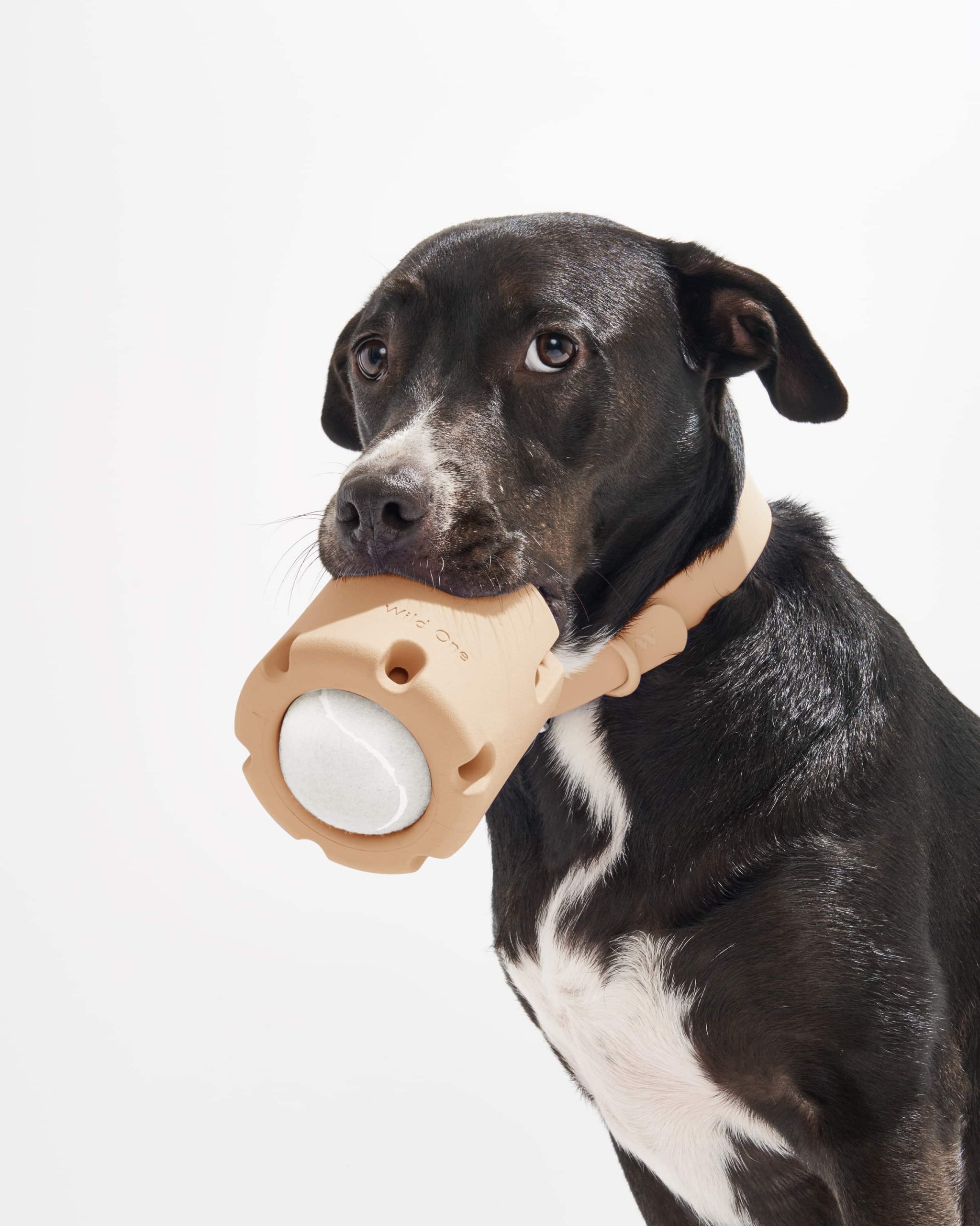 WO_VM_Studio_PDP_Toys_TennisTumble_Tan_Dog_1127_4x5_Web.jpg