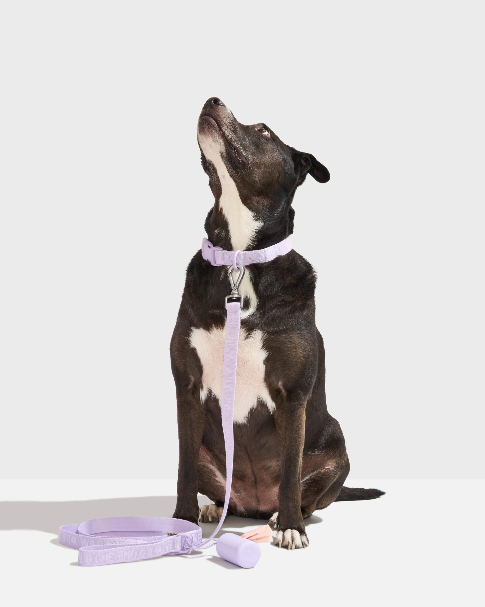 WO_VM_WalkKit_AirCollar_AirLeash_Lilac_L_Dog_PDP_01_4x5_Web.jpg